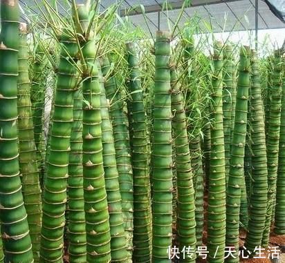 盆栽|怪不得老公把发财树扔了,现阳台流行种此花卉,香飘满屋更迷人