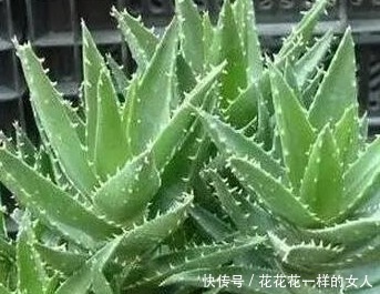 谁说多肉不好养那是你没掌握好要领,做好这些才是关键