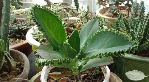 盆栽的朋友认识吗?此为不死鸟,落地就能生根,养好了价值高