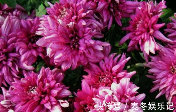 新手养花，不如养盆花中珍品“灯光荷”，花大色艳，高贵优雅