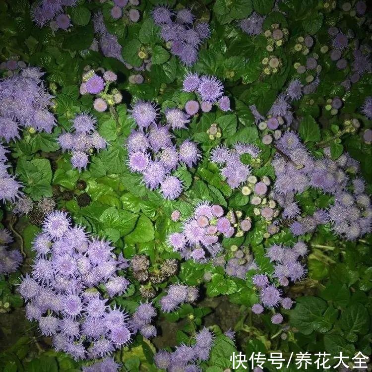 50种花春天播种,长满小院子,能开一整年
