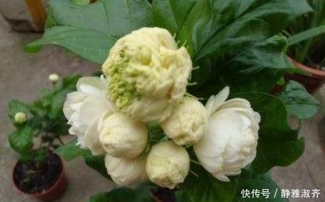 比“香水”还要好闻的这2种花,家里养一盆,满屋“香喷喷”
