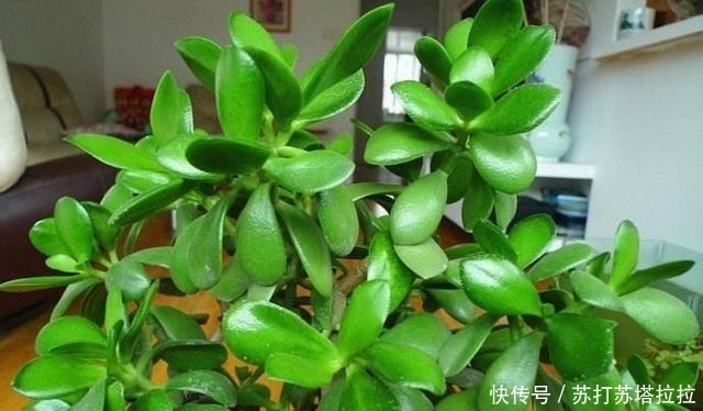 品类|多肉中最好养的品类——景天树,想让它开花就这么简单