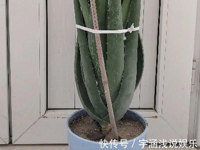 低温|低于5度,6种花一整个冬天不浇水,也能照样活