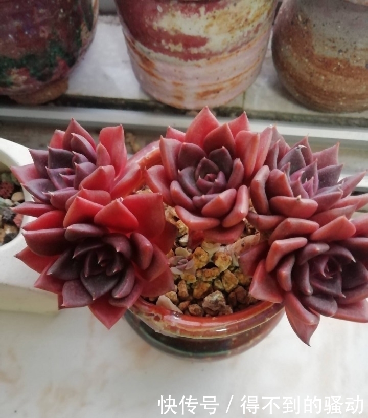 养多肉的心情说不清,都在照片里了