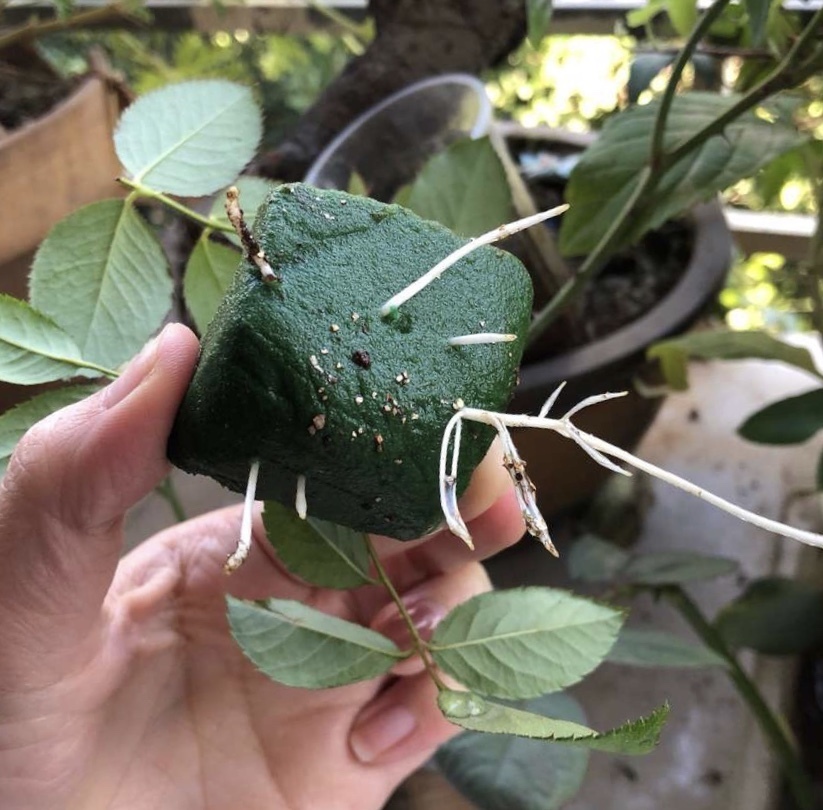 基部|月季、三角梅不生根剪1块海绵捂一捂,2周冒白根,长势喜人