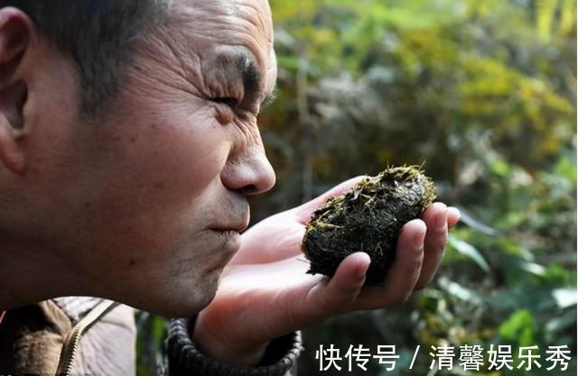 植物|植物营养较低，为什么牛只吃草，却能长一身肌肉？