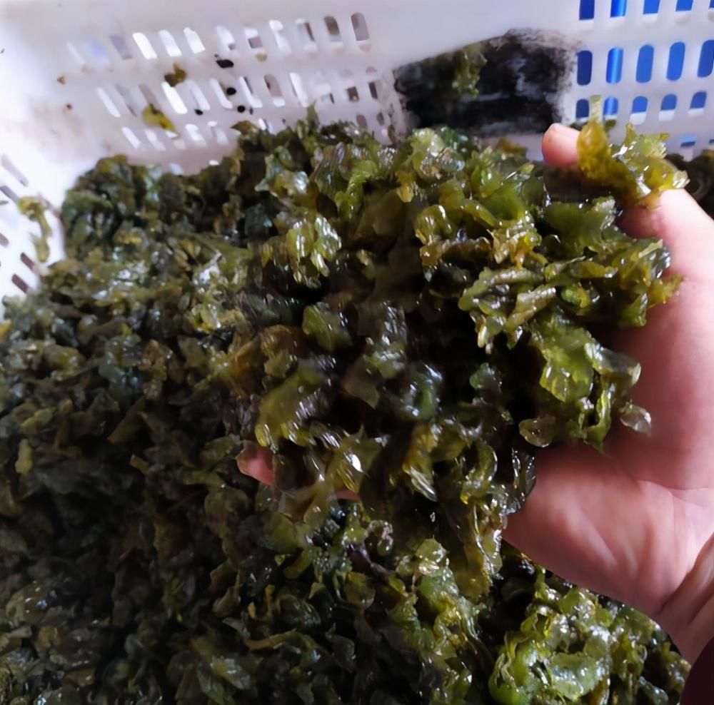 高手|这菜是“刮油高手”,很多人看不上它,用来炒鸡蛋,好吃到流口水