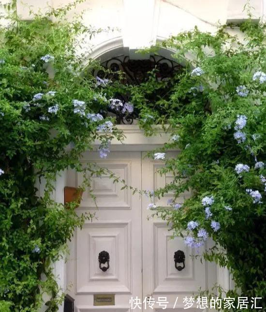 养护|最全蓝雪花养护指南，让蓝雪疯狂一夏