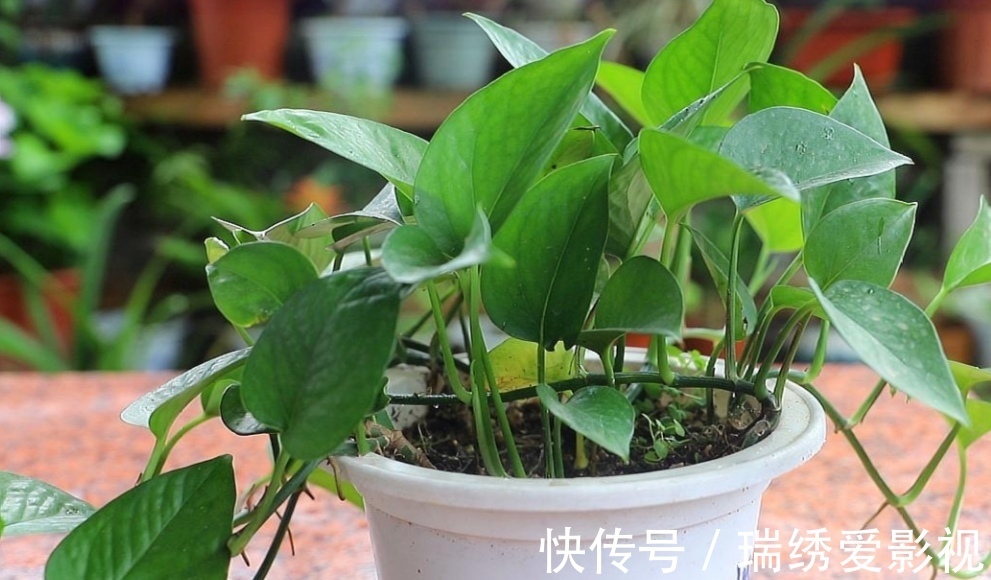 绿萝喜欢喝“2种水”,半个月浇一次,叶子变得油绿又光亮