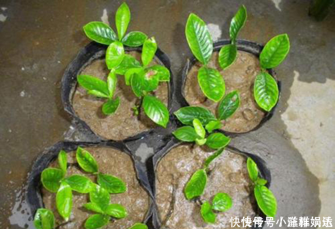 塑料瓶|家里常丢掉的“垃圾”,秒变“扦插利器”,大白根嗖嗖冒,忒好活