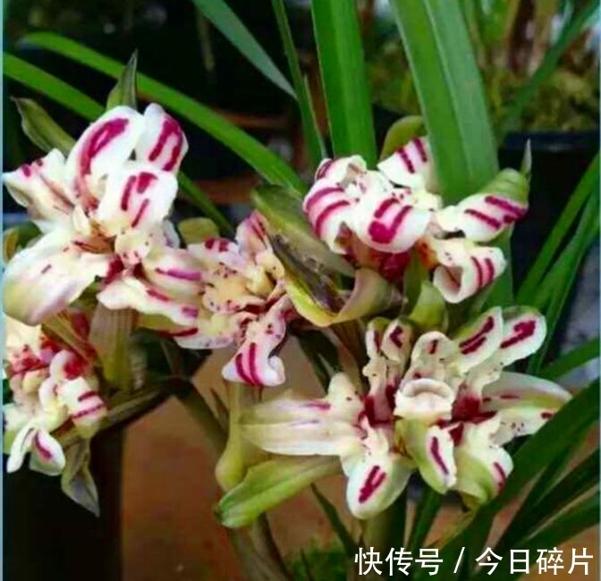 花友|春兰奇花之“天彭牡丹”,曾是兰花界的“王者”,如今已跌落神坛