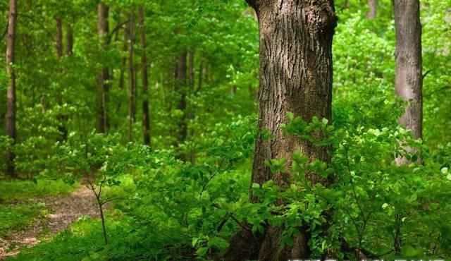 学生|苏轼学生引用王维诗句,但表达的意思相差很远,境界更是云泥之别