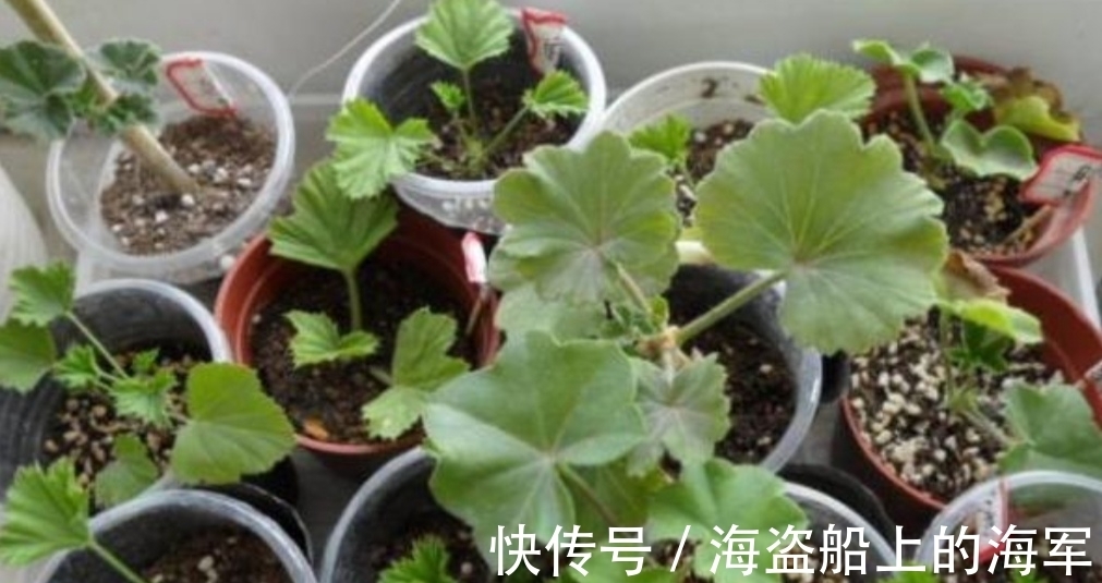 扦插|生根剂不用买,3种小东西做成生根水,也能使插穗快速生根