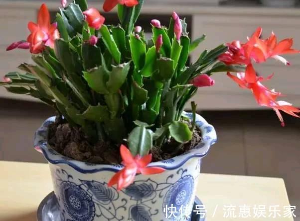 蚧壳虫|蟹爪兰一晒太阳就变样，叶片变成“松松垮垮”，这几点要注意