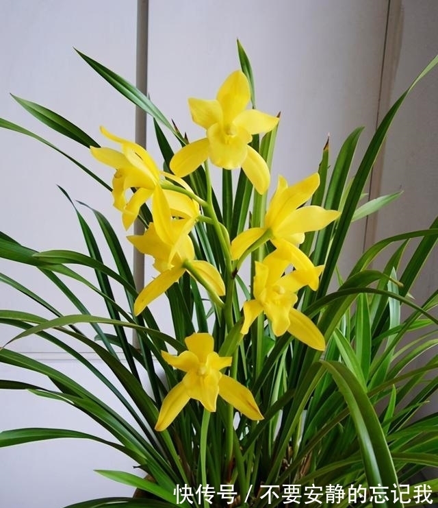 绿萝|放弃绿萝吧,这款花色“金黄”,香味浓郁的兰花才最值得入手!