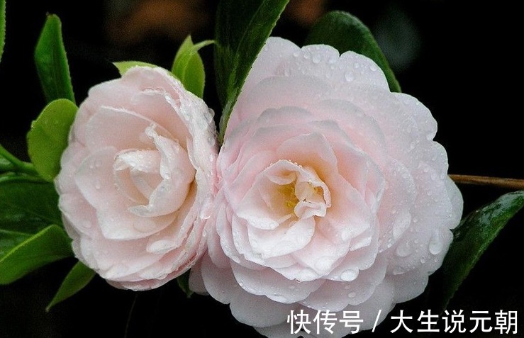 茶花黄叶花苞还打不开做好这5点,茶花开得又大又艳