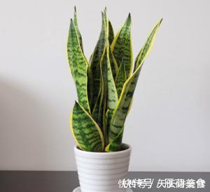 虎皮兰有3怕,冬天及时避开,顺利春化,冒笋芽长新叶!