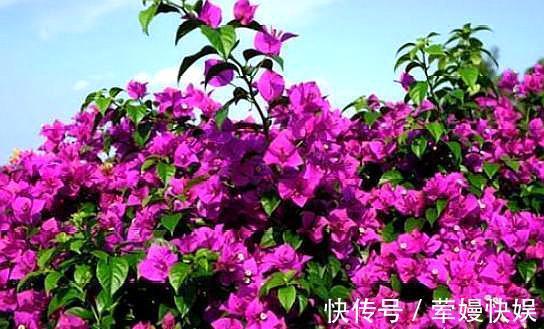 盆栽三角梅，掌握俩“小招”，新芽花苞不断冒，几天枝条半米长