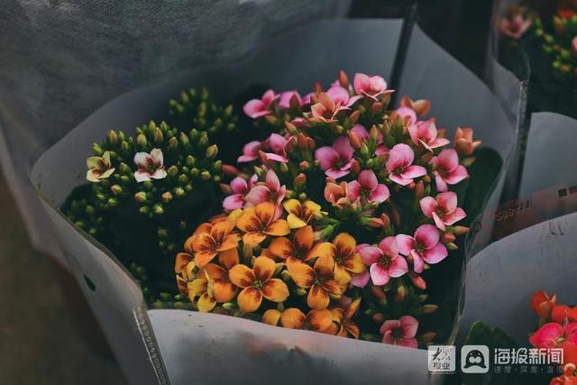 年宵花市场开始备货蝴蝶兰仙客来20-50元盆受市民青睐