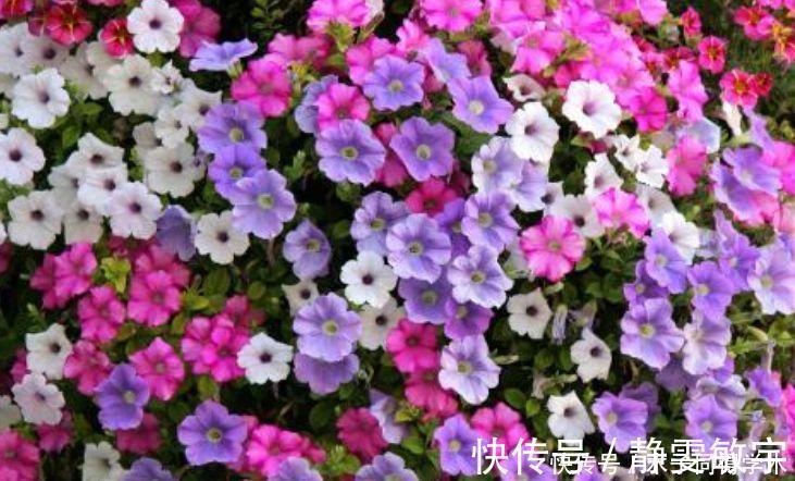 茶花|4种花养家里,沾土就活,开花又大又艳,比牡丹美