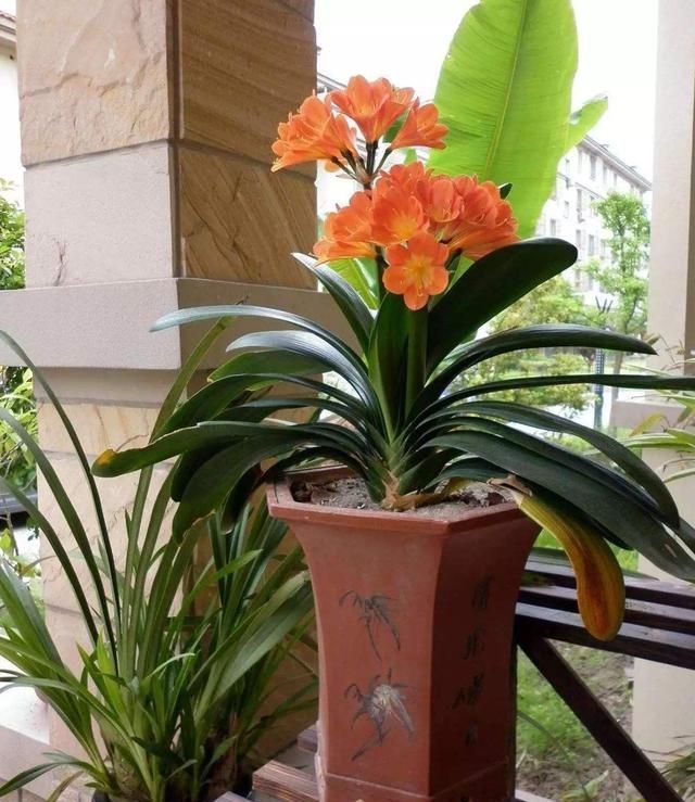 4种“吉利花”,阳光不晒它,养在阴暗处,反而开花开爆盆