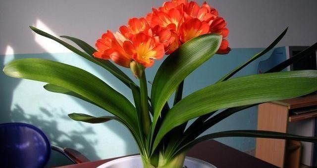 养花试试这几款,可全年开花象征着谦谦君子