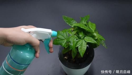家里有养花的抓紧看看，学会这招，不烂根不生虫，花草越长越茂盛