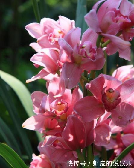 此款兰花花色艳丽,香味浓郁,是阳台盆栽佳品,喜欢兰花别错过