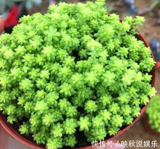 农场|农场大叔的一个小妙招,多肉种在“这”上面,3个月都不用浇水!