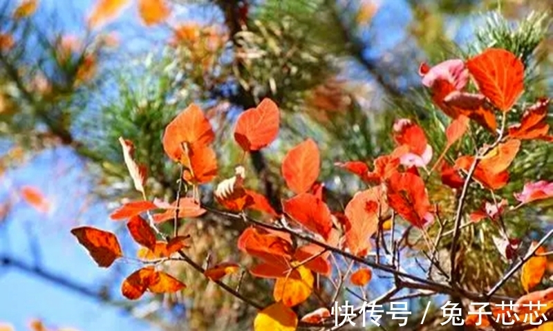 秋天|读两首唐诗,品古人笔下秋雨的韵味,感受那随心而动的凄情或美丽