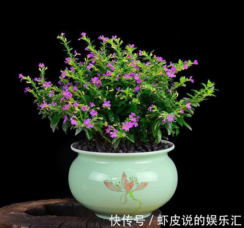 冬天花市“猫腻”多,5种“激素花”,多好看也别买,白白浪费钱