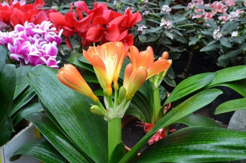 养茶花、君子兰,用上3种“酸酸汤”,盆土疏松,花开爆盆