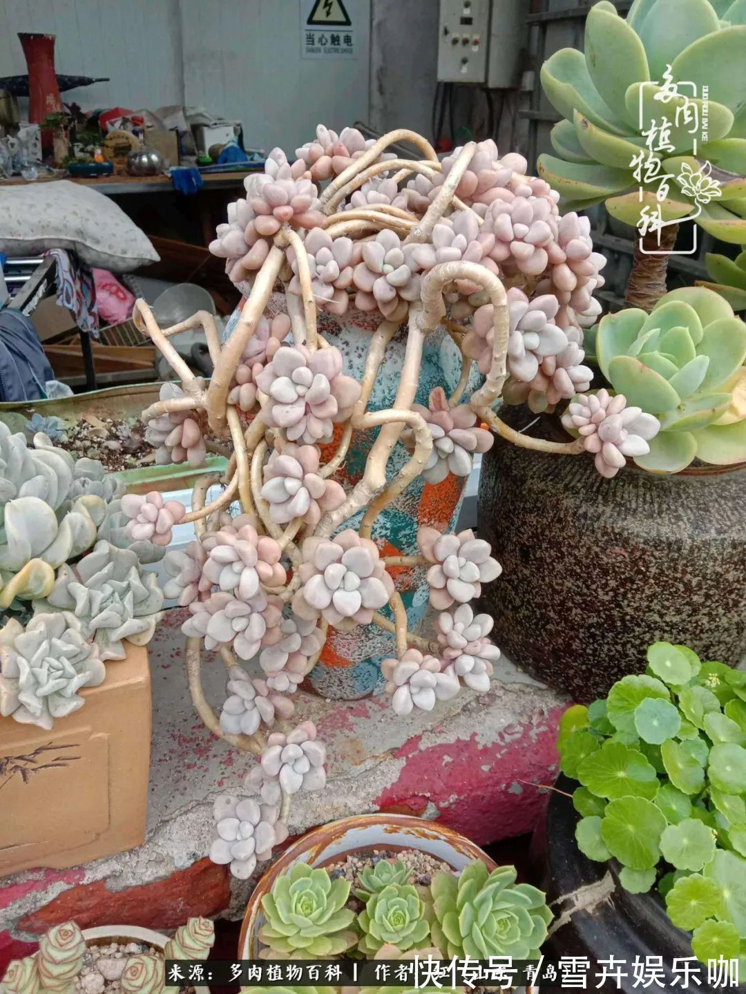 红稚莲|多肉度个夏,回到解放前!曾经有多美,现在就有多丑!