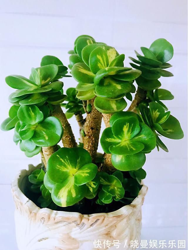 花友|容易养成老桩的多肉,新手也能养成,2年茎秆木质化