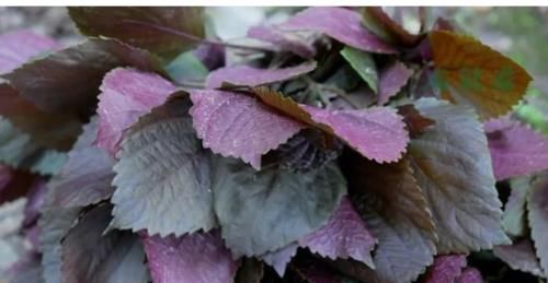 功效|用对紫苏，不仅散寒，还有意想不到的功效