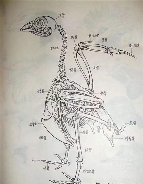  阿西尔|女孩为实现“飞天梦”，豪掷100万在后背植入翅膀，结局如何？