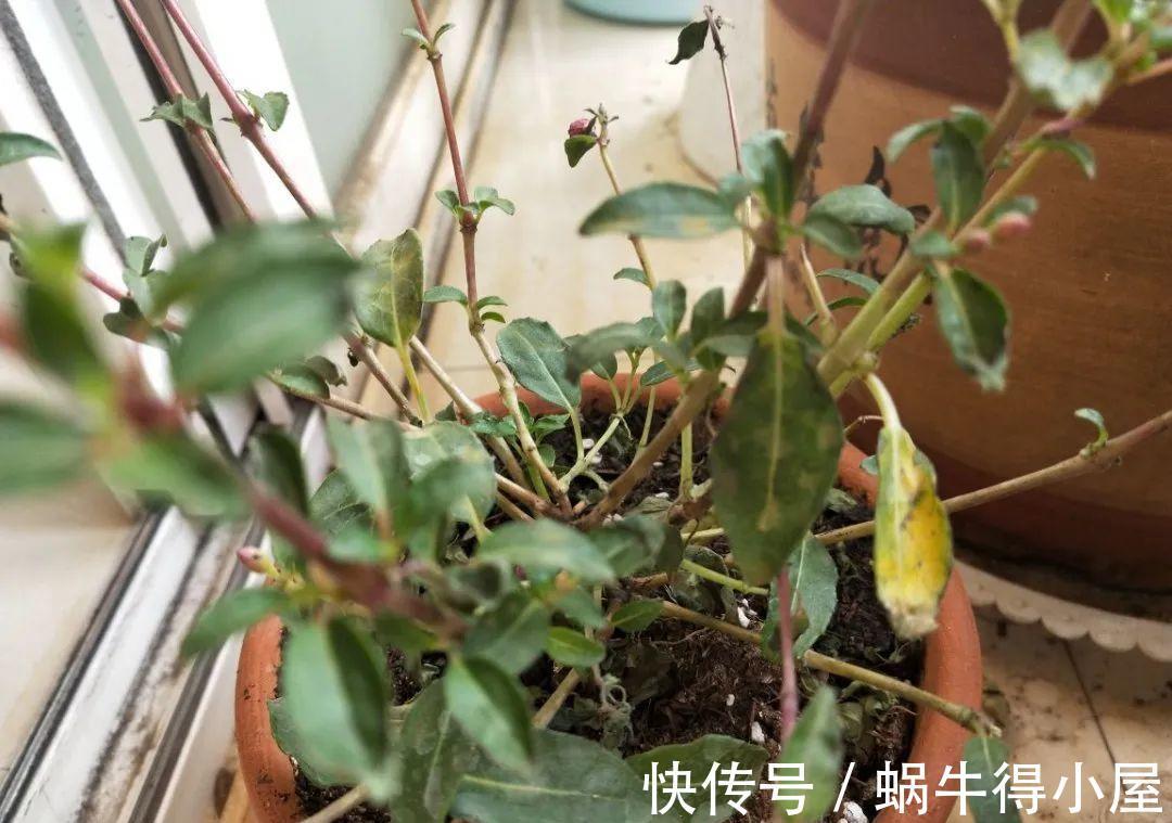 金枝玉叶|30℃以上,10种花就先别养了,买一盆死一盆,别怪我没提醒你