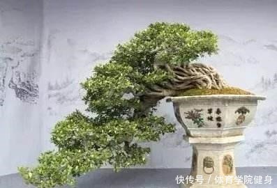 3种“便宜花”这样养一养，一年变“老桩”，开花千朵还“镇宅”！