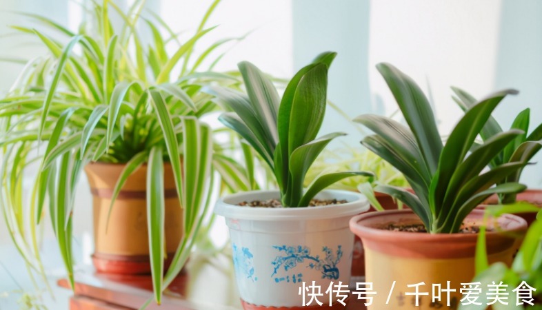 为什么说河沙养花厉害？因为有3大妙用！