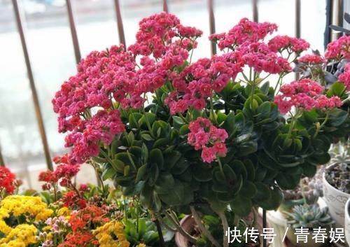 光照|养“长寿花”3年变老桩,窜成“巨无霸”,开成大花球,美!