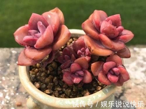 精致版|多肉彩虹糖，精致版的紫乐，容易上色喜欢群生，新手也可以放心养