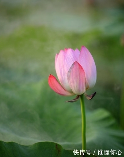 属相|未来1个月，4属相运势回升，桃花朵朵，事业顺心，生活如意