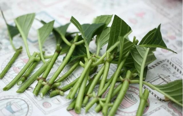 扦插最佳时期到了,有这花赶紧插,沾土就能活!