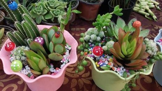 夏季养多肉，记住这些防晒小知识，轻松度夏，养好养爆盆