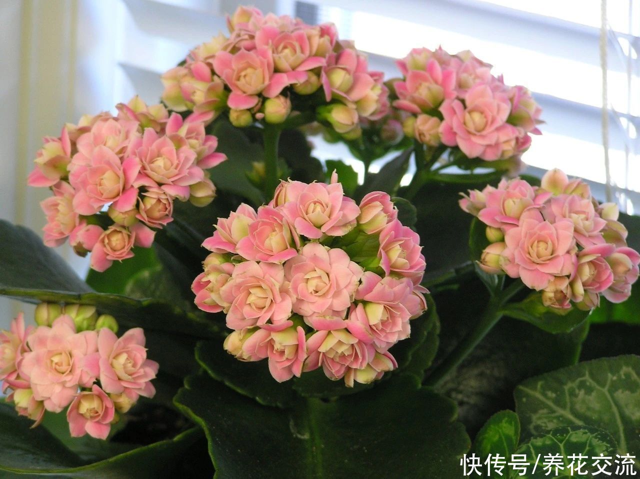 日照|满足短日照的环境,长寿花四季都在开花,神奇的开花型多肉植物