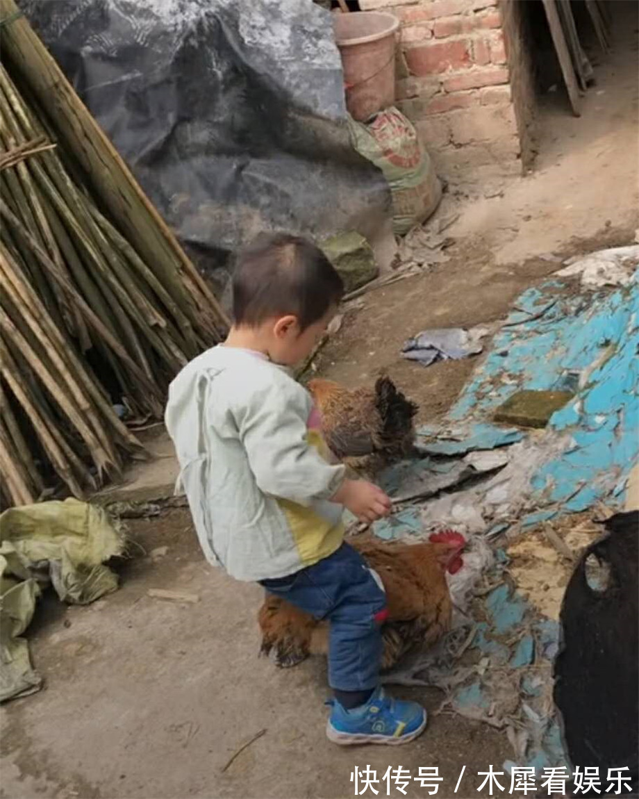 小男孩|家里的大公鸡刚喂胖,外孙来了,姥姥愁了,姥爷却笑喷