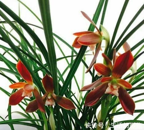 此花再贵,也要舍得栽两株,花香怡人,花期长久,好养易成活!