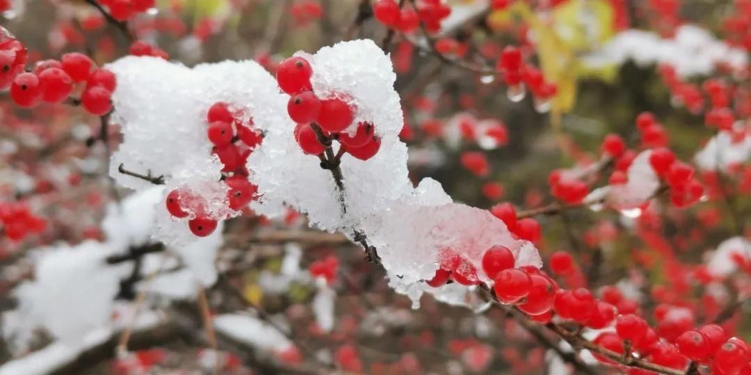 梦想|雪后的朗诗乡居丨藏着你的冬日梦想！