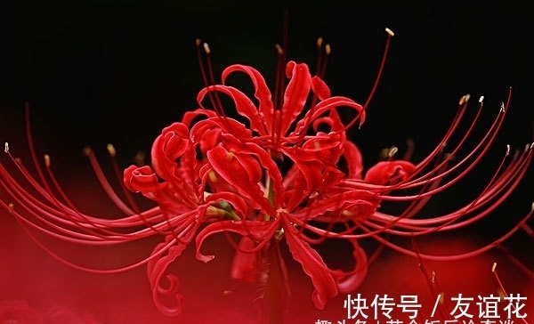 是真的吗|传说彼岸花是真的存在吗？彼岸花在冥界入口，又叫死人花！